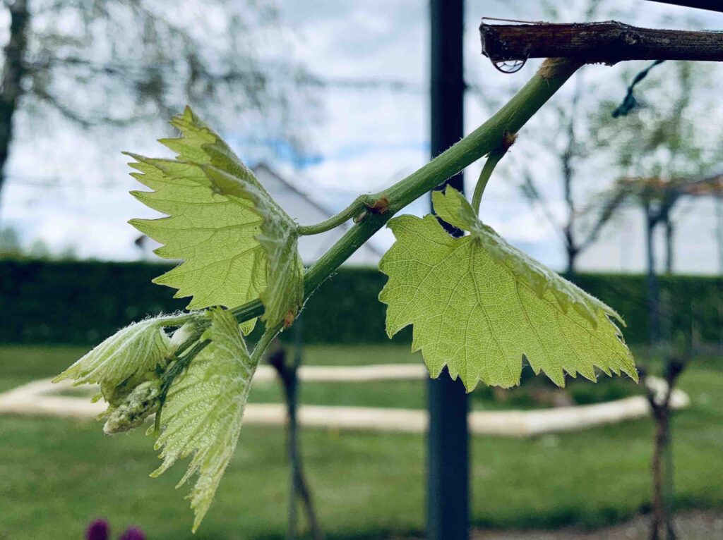 Falscher Mehltau durch nasses Weinblatt