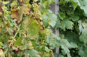 Peronospora Befall der Weinrebe