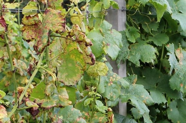 Read more about the article Peronospora viticola (Falscher Mehltau der Weinrebe) – Pilzkrankheiten im Weinbau #1