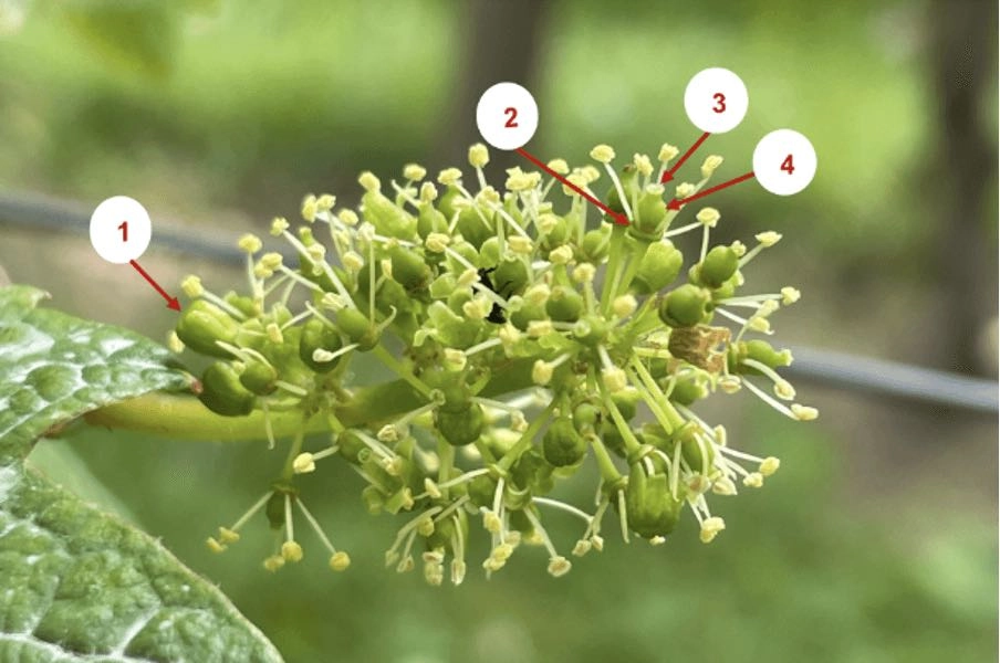 Chapeau de fleurs de vigne