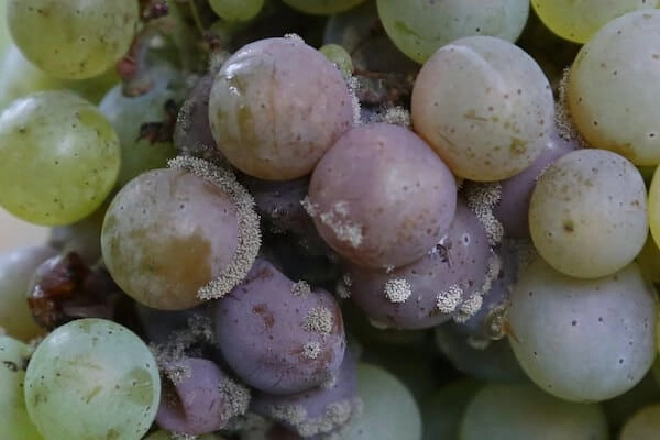 botrytis cinerea de la vigne