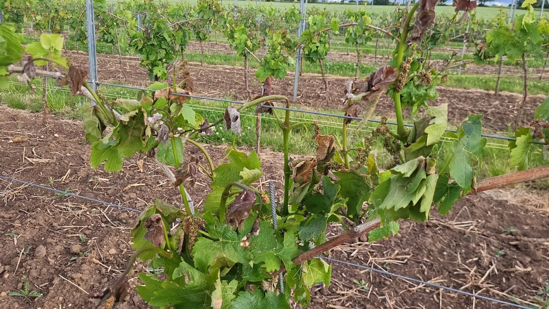 Dégâts de gel tardif à la vigne